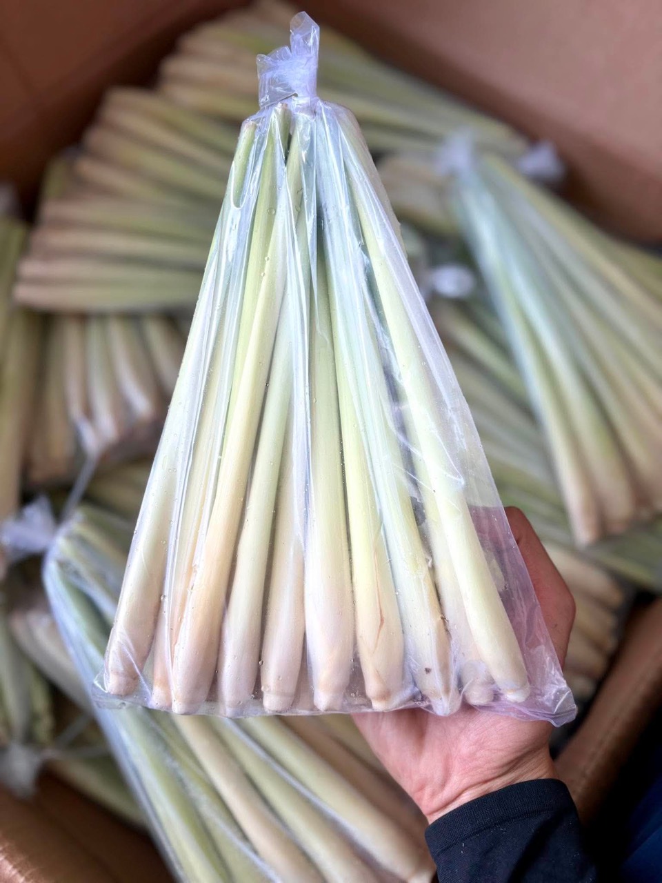 Sả tươi / Fresh lemongrass